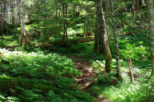シダが生い茂る聖岳の登山道を行く登山者の様子