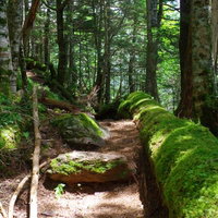 倒木に守られた登山道（日本百名山・聖岳）の写真
