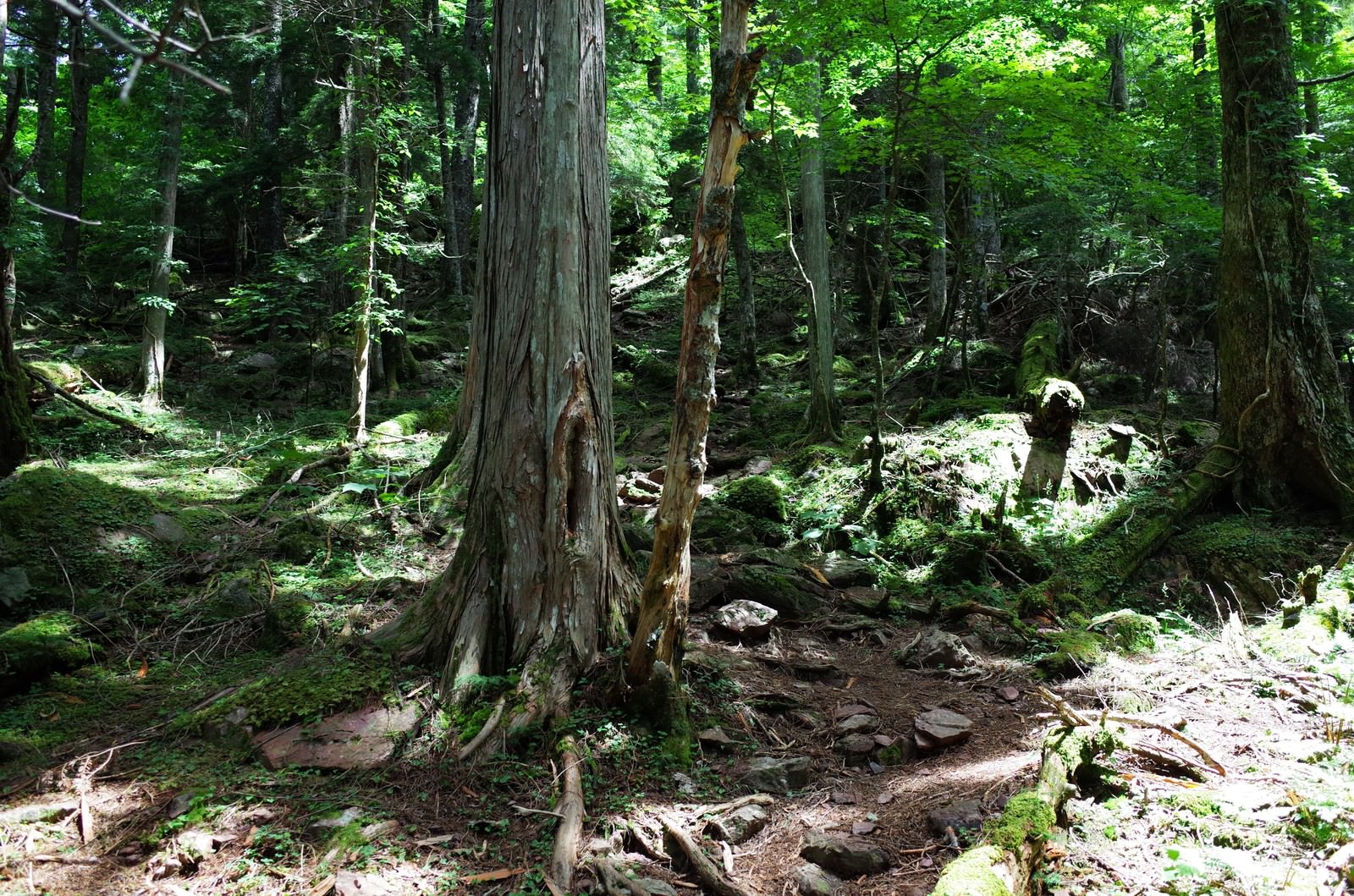 聖岳登山道に立つ巨木と深い森