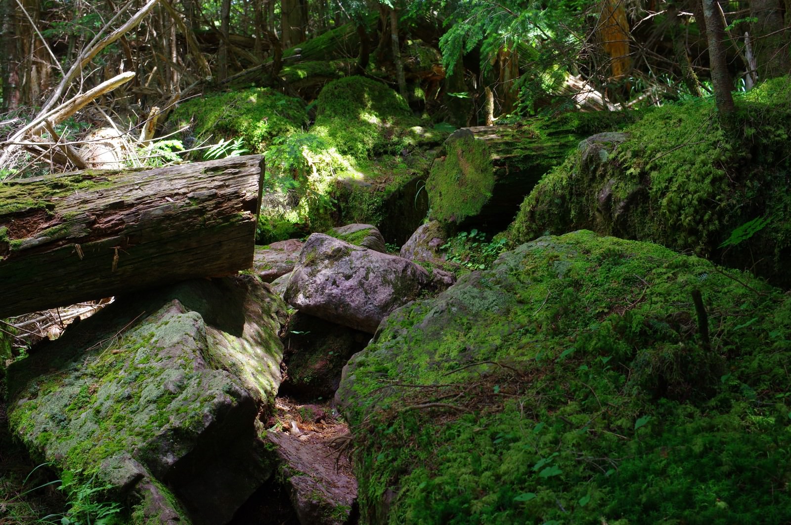 緑の苔に覆われた岩が点在する聖岳の登山道