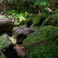 苔むした岩が点在する日本百名山・聖岳の登山道の写真