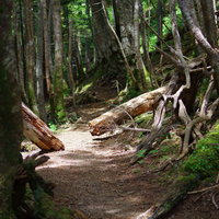 聖岳の平たく整備された登山道を進む登山者の写真
