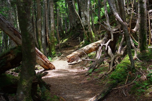 聖岳の平たく整備された登山道を進む登山者