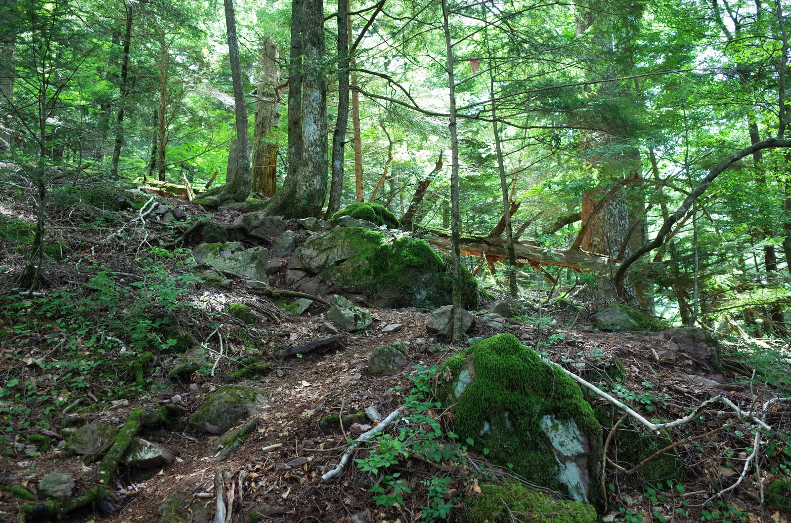 聖岳の樹林帯で木漏れ日が差し込む登山道。倒木と岩が点在する緑の森
