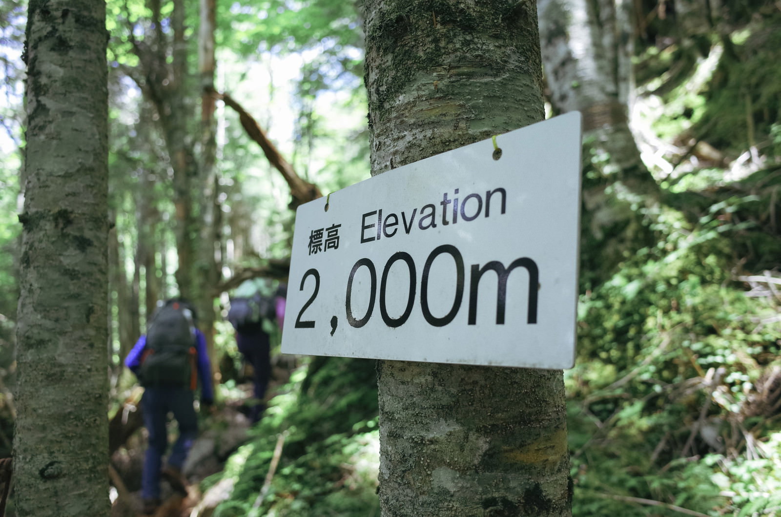 森の木に取り付けられた白い標高2000m標識と登山者