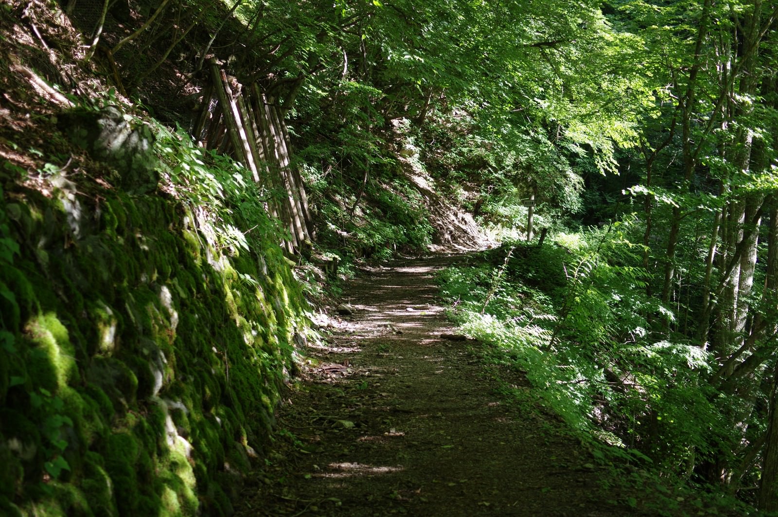 緑の苔に覆われた聖岳登山口へ続く山道