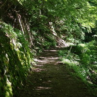 聖岳登山口へと向かう苔むした山道、石や木の根が露出した登山道の写真