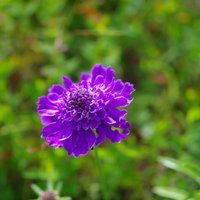 聖岳に開花したタカネマツムシソウの紫色の花の写真