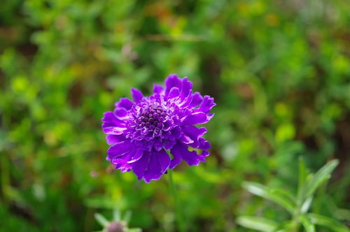 聖岳に開花したタカネマツムシソウの紫色の花