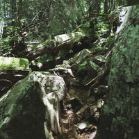 鬱蒼とした樹林が続く聖岳登山道の写真