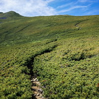 ハイマツで覆われた常念岳から大天井への登山道の写真