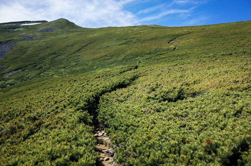 ハイマツで覆われた常念岳から大天井への登山道