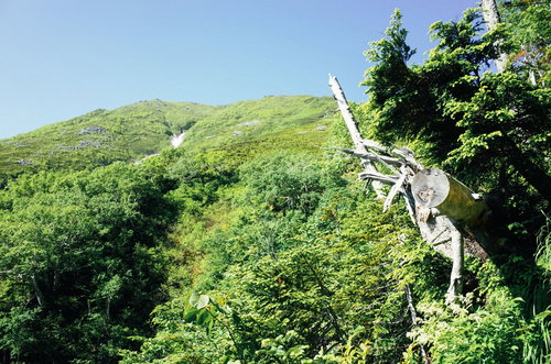 一ノ沢登山道から見上げる常念岳の山頂方面