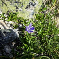 表銀座の登山道に咲く紫色のチシマギキョウの写真