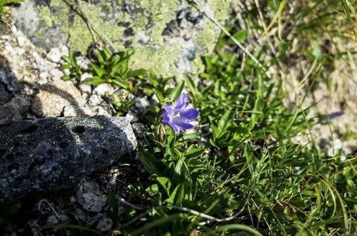 表銀座の登山道に咲く紫色のチシマギキョウ