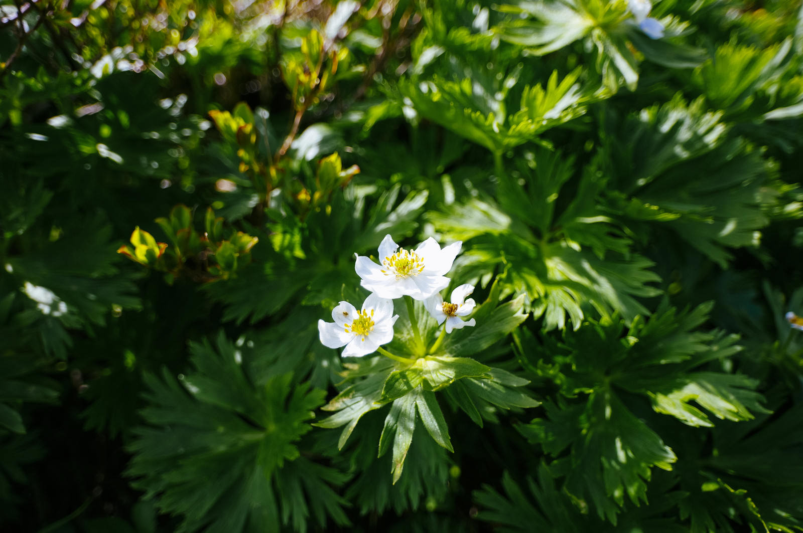 緑の葉に囲まれて白い花を咲かせるハクサンイチゲ