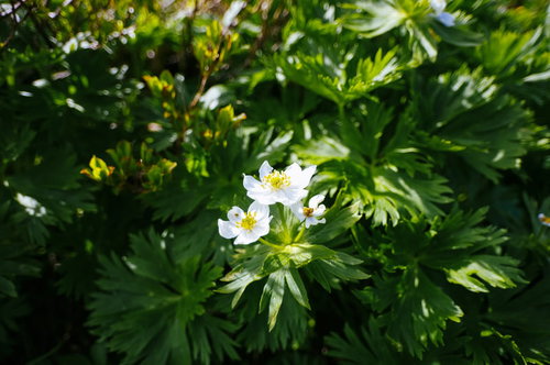 表銀座登山道に咲く白いハクサンイチゲの群生
