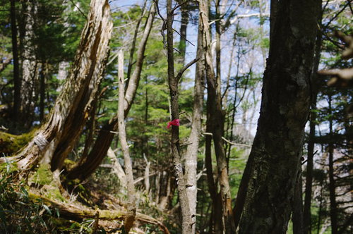皇海山クラシックルートの登山道に巻かれた心細いピンク色のテープ