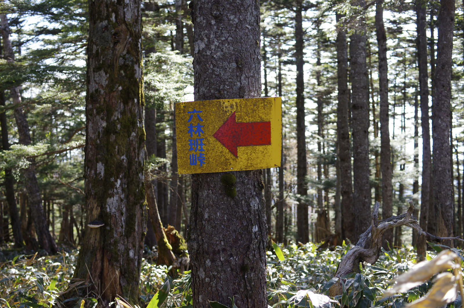 森の中の木に取り付けられた皇海山の黄色い案内板