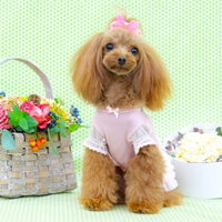 くりっとした目でこちらを見る茶色いトイプードルの正面顔の写真