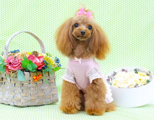 くりっとした目でこちらを見る茶色いトイプードルの正面顔