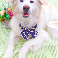 庭の花に囲まれた白い雑種犬の穏やかな表情の写真