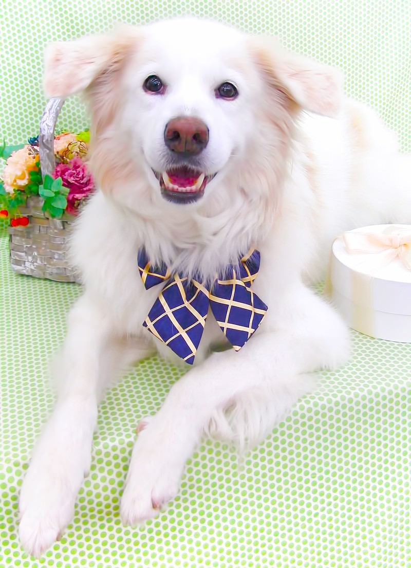 花に囲まれた白い雑種犬