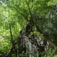 川苔山へ向かう林道を彩る新緑の木々と木漏れ日の森の写真