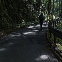 川苔山へ向かう林道の遊歩道を歩く登山者の様子の写真