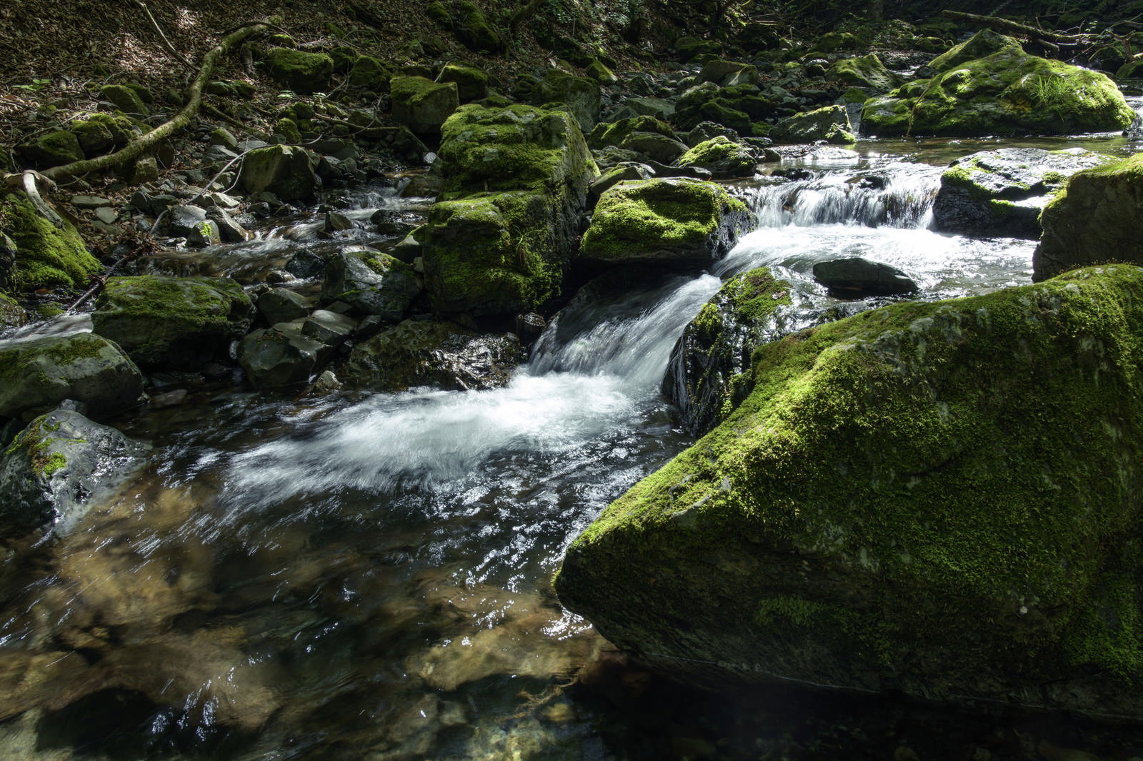川苔山の渓流で苔に覆われた岩の間を流れる清らかな水