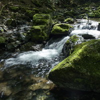 川苔山の上流を流れる渓流と苔に覆われた岩の写真