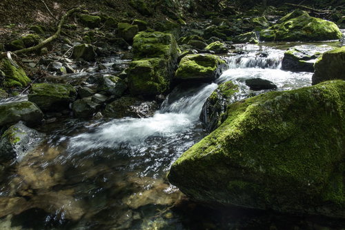 川苔山の上流を流れる渓流と苔に覆われた岩