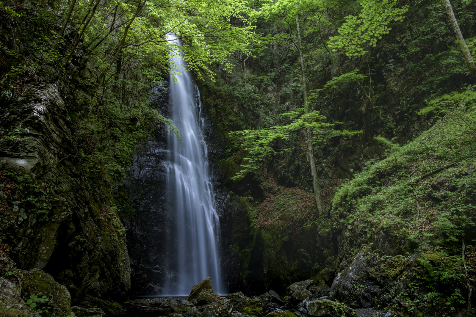 深い緑の森に囲まれた川苔山の百尋の滝、白い水流が岩肌を流れ落ちる