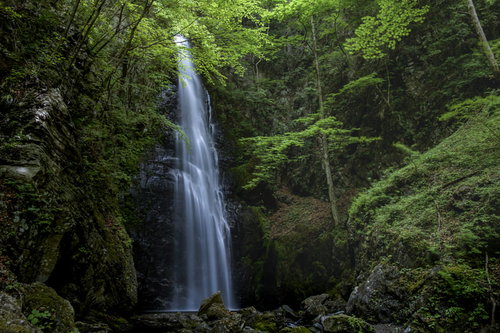 川苔山中腹にある百尋の滝を流れ落ちる白い水流