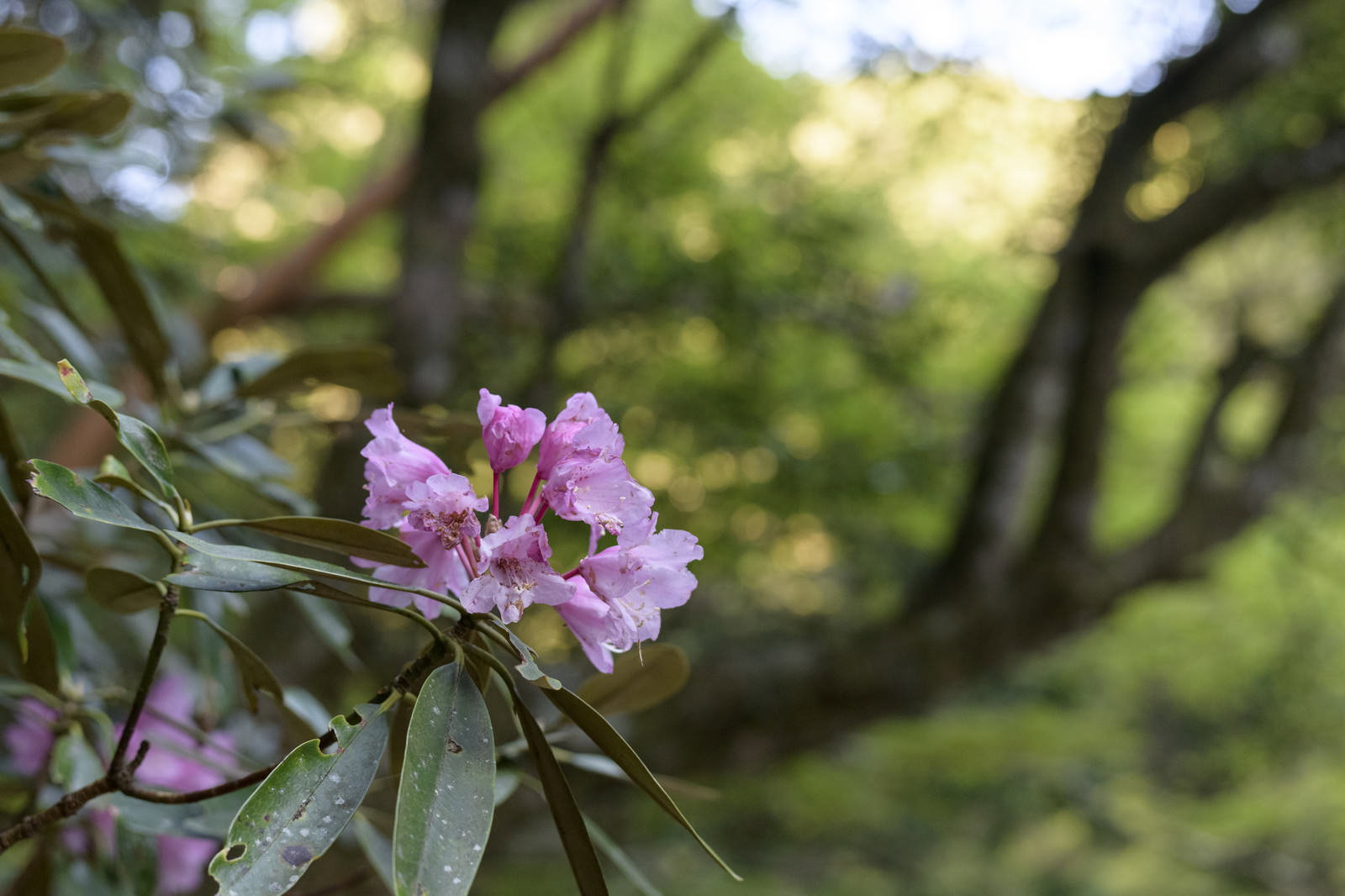 大杉谷登山道に咲く淡いピンクのシャクナゲの花
