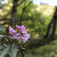 大杉谷登山道に咲くシャクナゲの花の写真