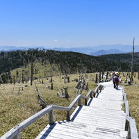 大台ヶ原山頂周辺の木道を歩く登山者と立ち枯れの木々の写真