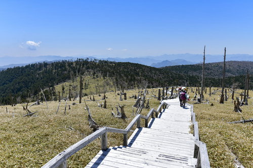 大台ヶ原山頂周辺の木道を歩く登山者と立ち枯れの木々
