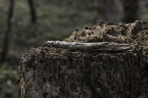 大峰奥駈道の縦走路にあったペンのような枯れ枝