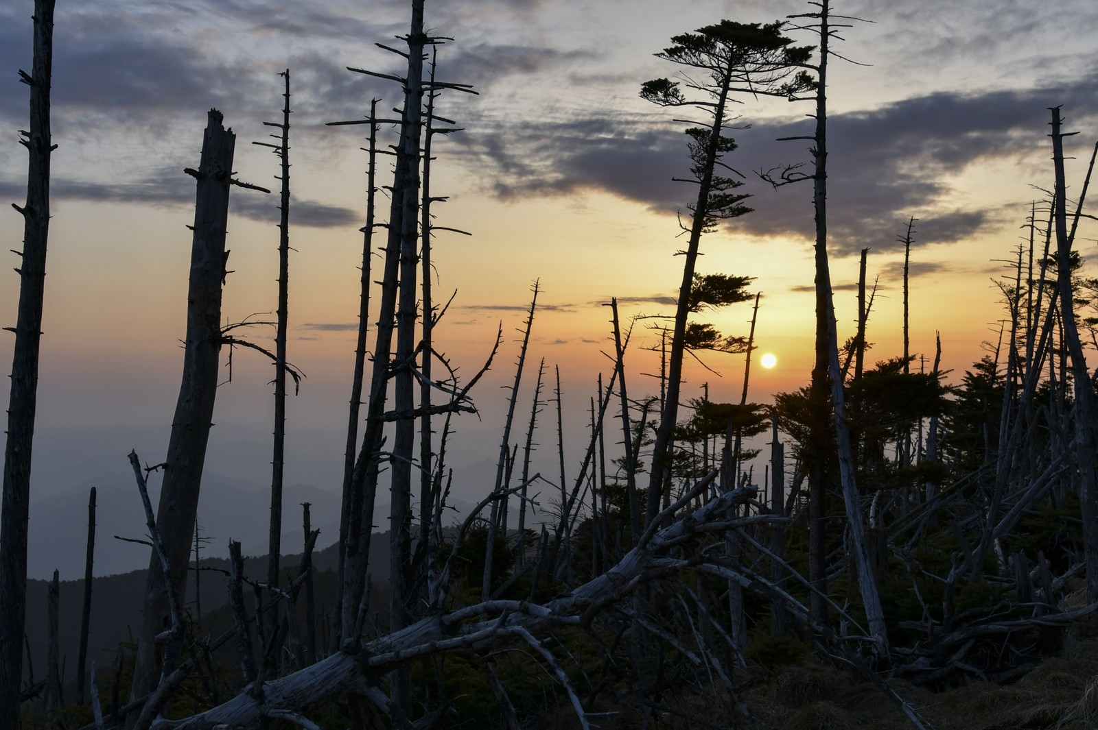 大峰山山頂で立ち枯れした木々のシルエット越しに沈む夕日