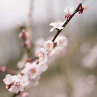 筑波山で撮影した優しい香りを振りまく梅の花の写真