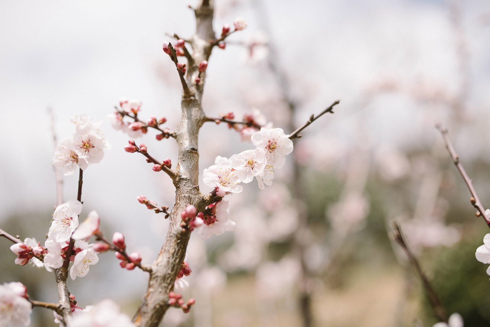 筑波山梅林で満開に咲く梅の花