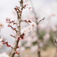 筑波山梅林で満開に咲く淡いピンクと白の梅の花の写真