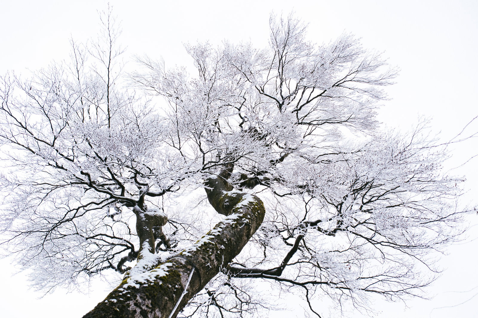 霧氷で真っ白に覆われた筑波山の木の枝が空に向かって伸びている
