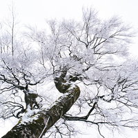 冬の筑波山で凍てつく霧氷に覆われた樹木と枝の写真