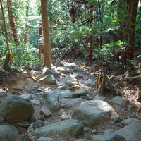 木漏れ日差す筑波山の登山道を進む石段と緑豊かな森林風景の写真