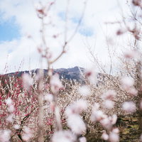 満開の梅園越しに望む日本百名山・筑波山の春景色の写真