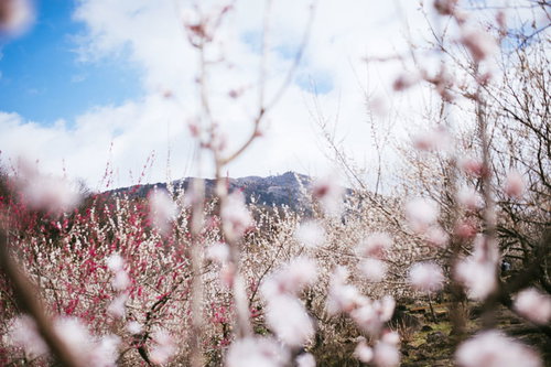 満開の梅園越しに望む日本百名山・筑波山の春景色