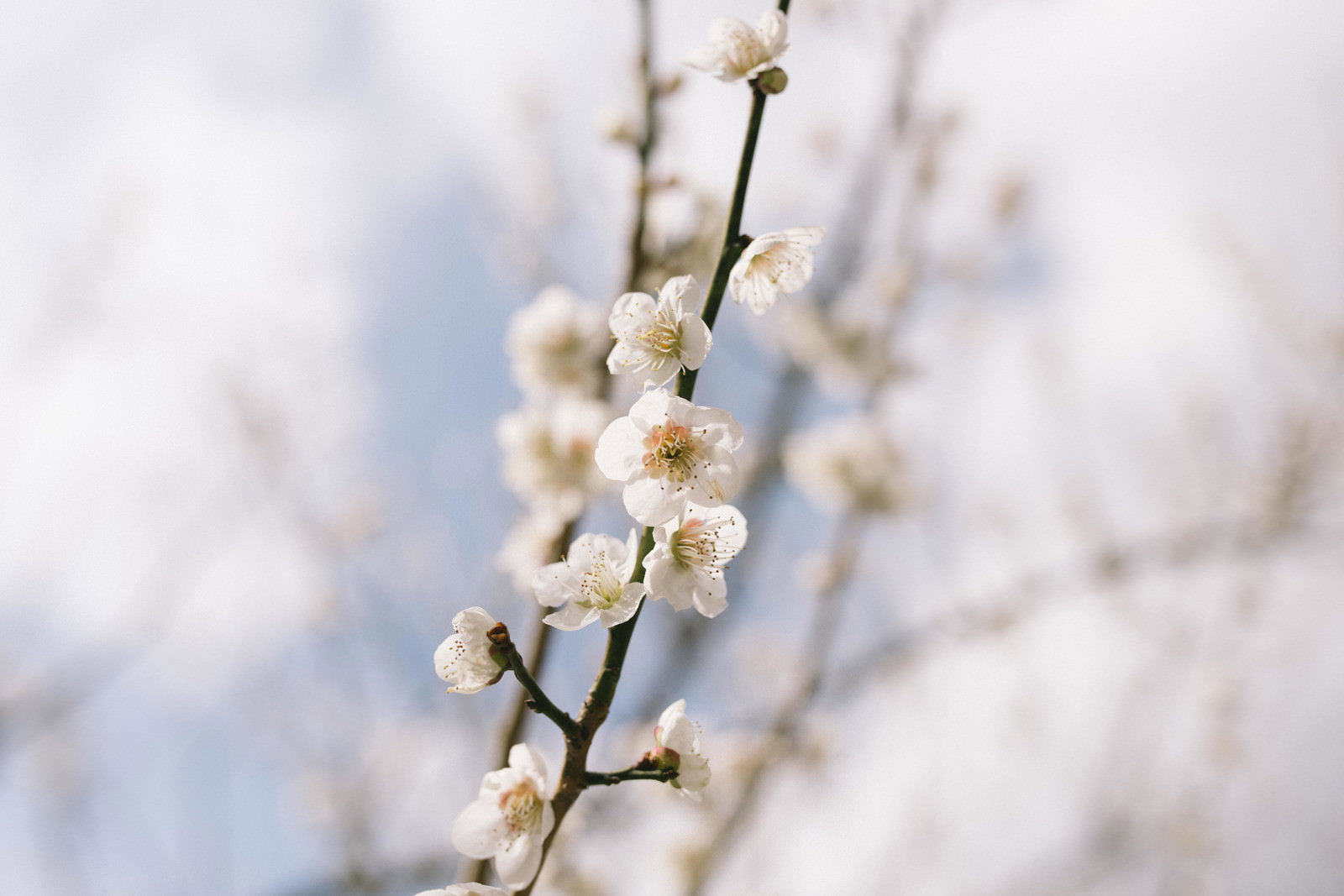 青空を背景に筑波山の梅林で咲く白い梅の花