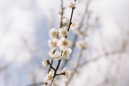 筑波山の梅林に咲く白梅の群生